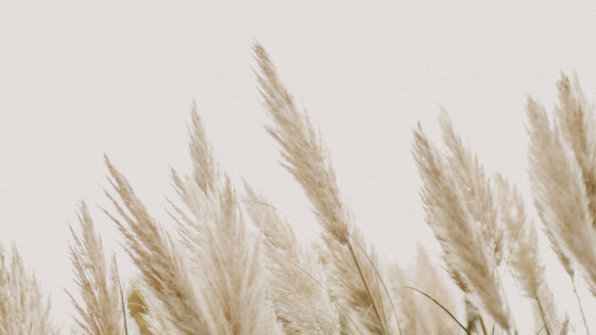 pampas