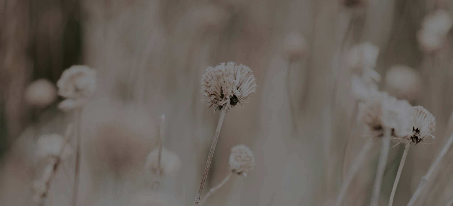 blaasbloemen